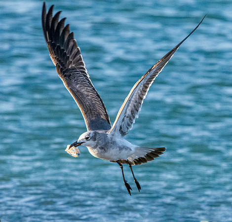 Laughing gull