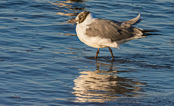 Laughing gull