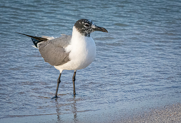 Laughing gull