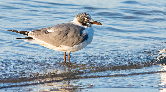 Laughing gull