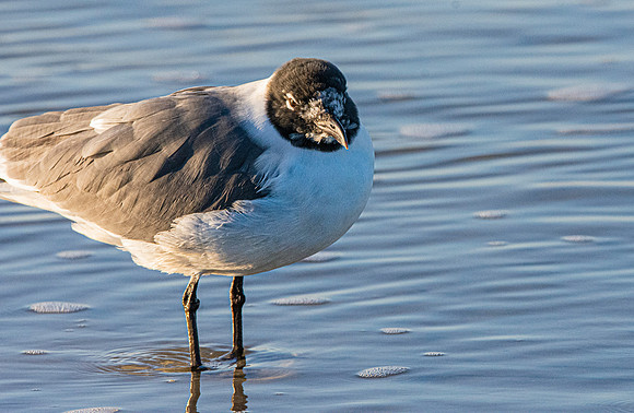 Laughing gull