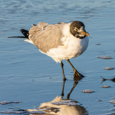 Laughing gull