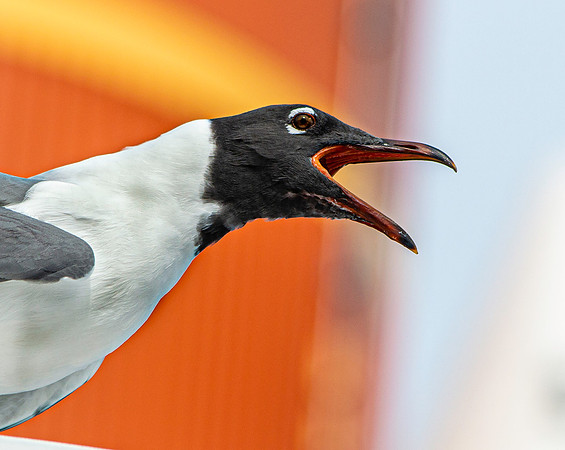 Laughing gull