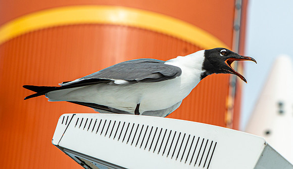 Laughing gull