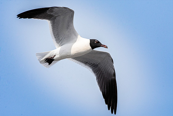 Laughing gull