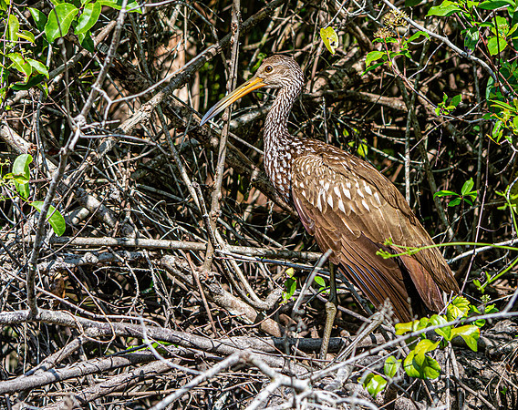 Limpkin