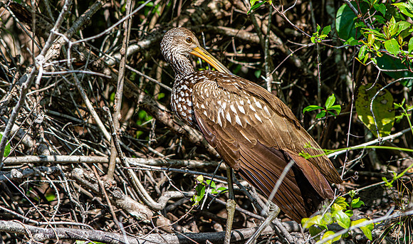 Limpkin