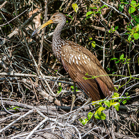 Limpkin
