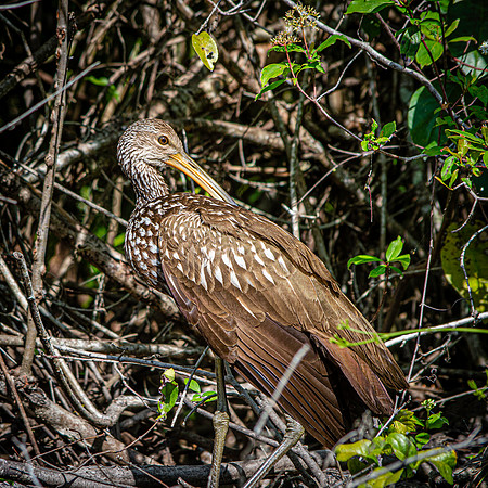 Limpkin