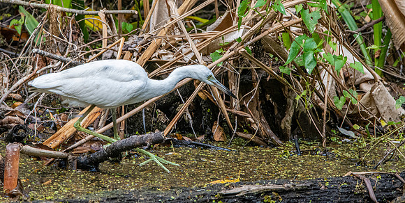 Little blue heron
