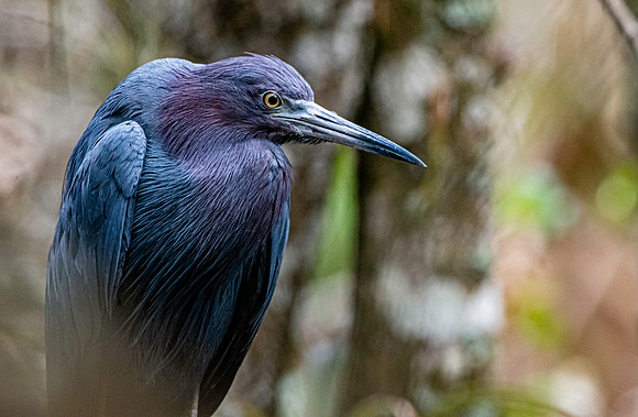 Little blue heron