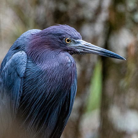 Little blue heron