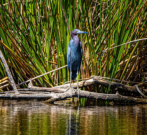 Little blue heron