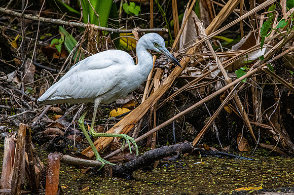 Little blue heron