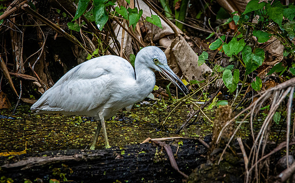 Little blue heron