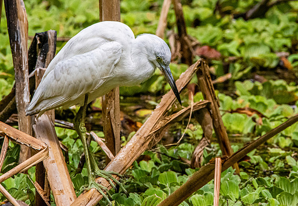Little blue heron