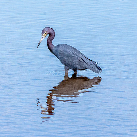 Little blue heron
