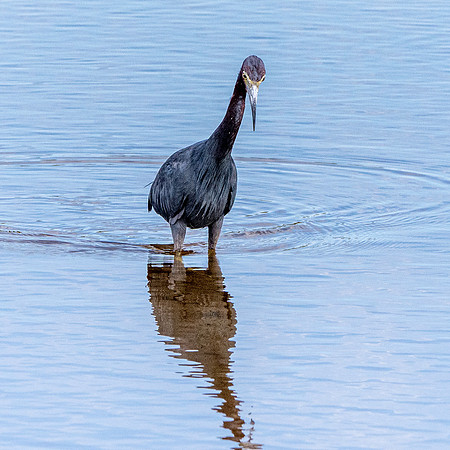Little blue heron