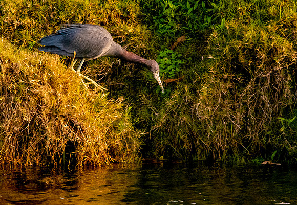Little blue heron