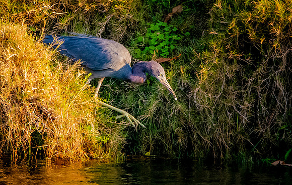Little blue heron