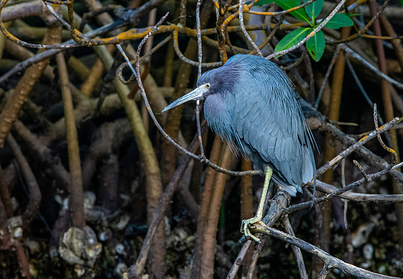 Little blue heron
