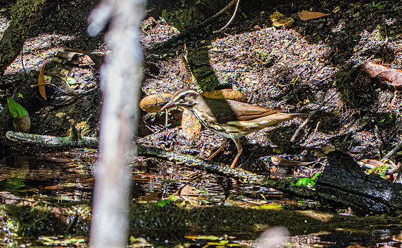 Louisiana waterthrush