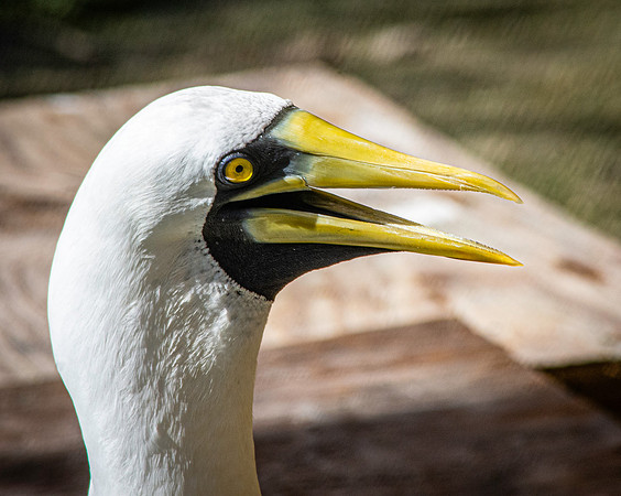 Masked booby