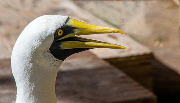 Masked booby