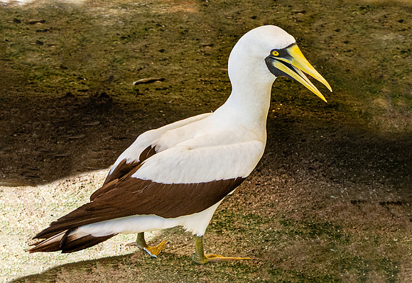 Masked booby