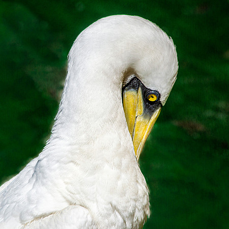 Masked booby