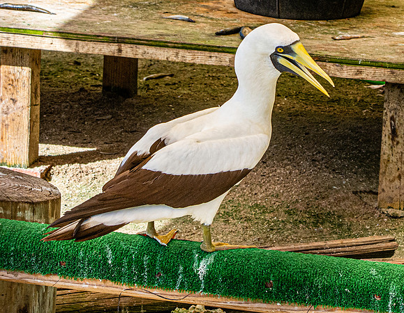 Masked booby