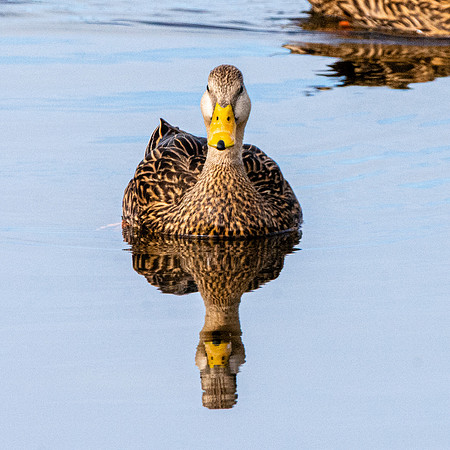 Florida Mottled duck