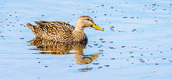 Florida Mottled duck