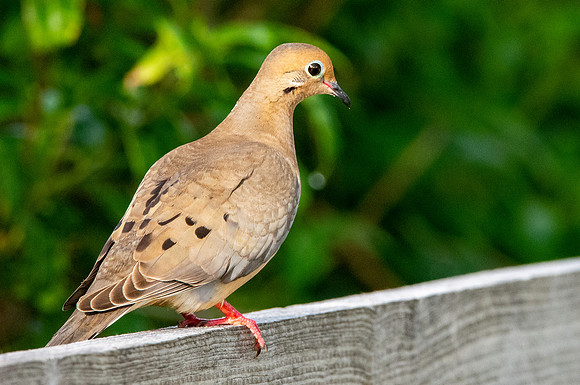 Mourning dove