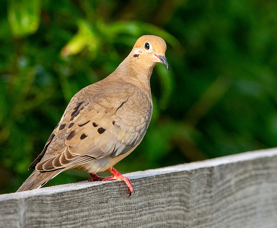 Mourning dove