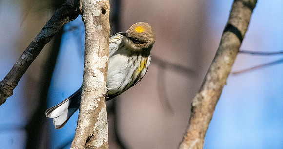 Myrtle warbler