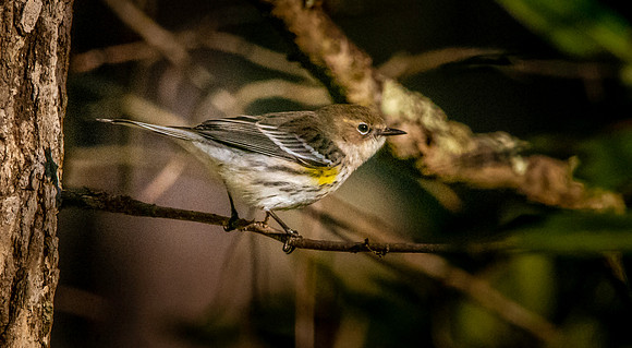 Myrtle warbler