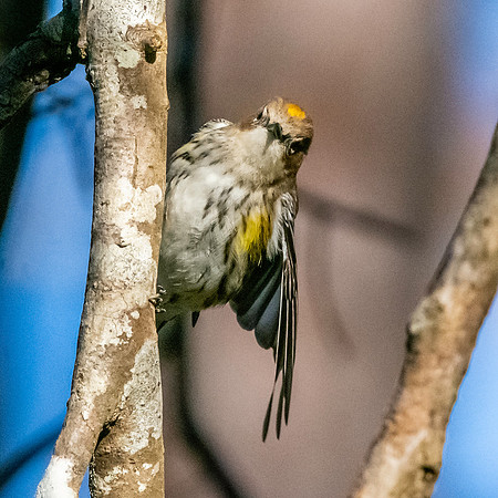 Myrtle warbler