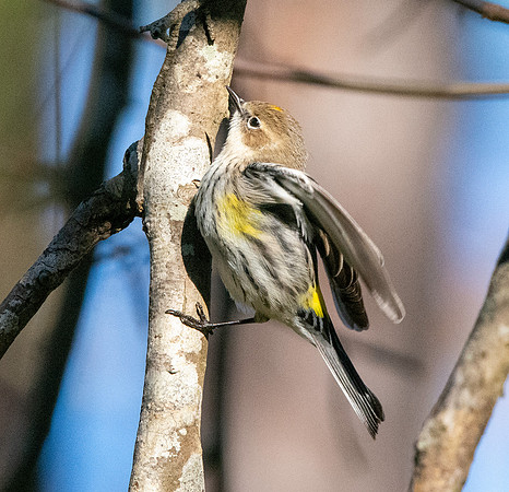 Myrtle warbler