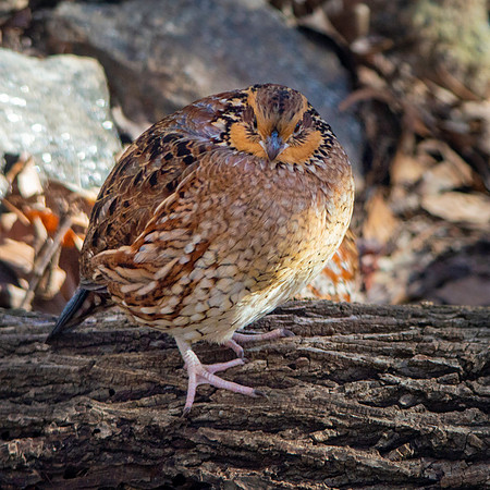 Northern bobwhite quail