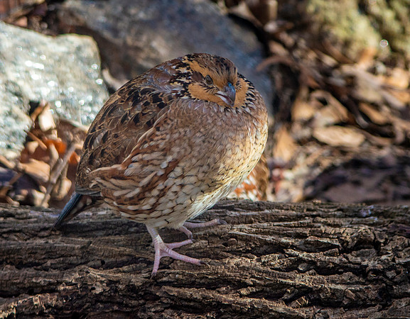 Northern bobwhite quail