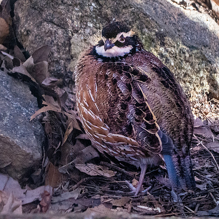 Northern bobwhite quail