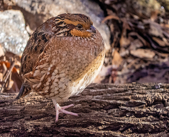 Northern bobwhite quail