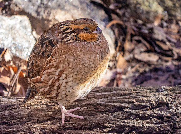 Northern bobwhite quail