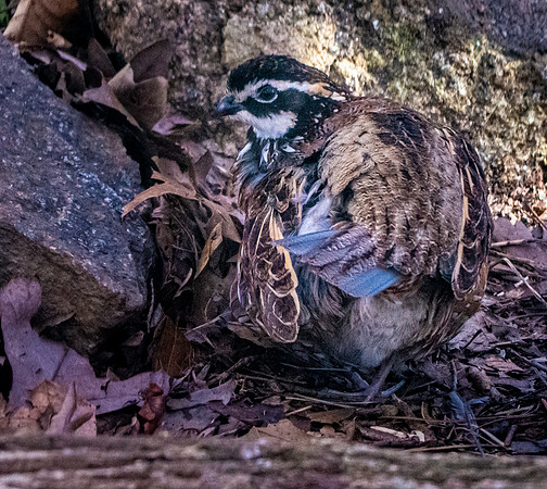 Northern bobwhite quail