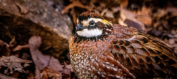 Northern bobwhite quail