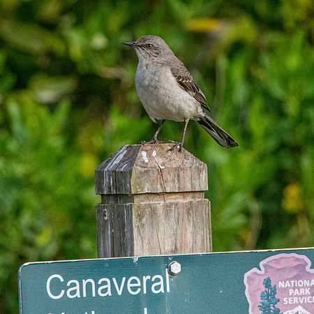 Northern mockingbird
