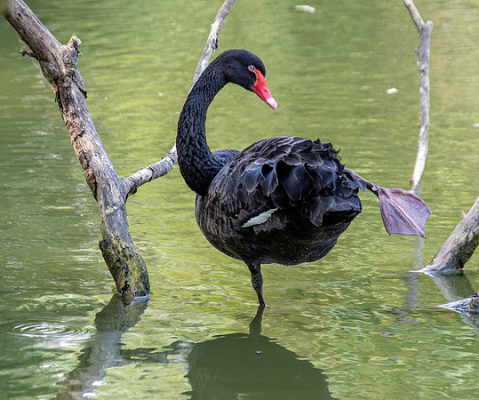 Black swan