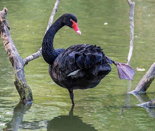 Black swan