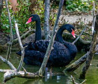 Black swan